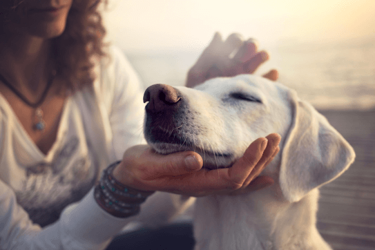 Trois bonnes raisons d’avoir un animal de compagnie